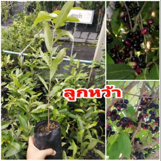 🌱​🍒ต้นลูกหว้า โบราณ หากินยาก🍒😍