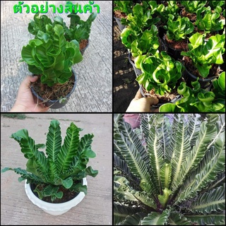 (1ต้น)(ขาย ต้นพันธุ์) ต้น เฟิร์นคอบบร้า Asplenium Cobra Bird เฟิร์น ข้าหลวง ใบหยิก / บีบี