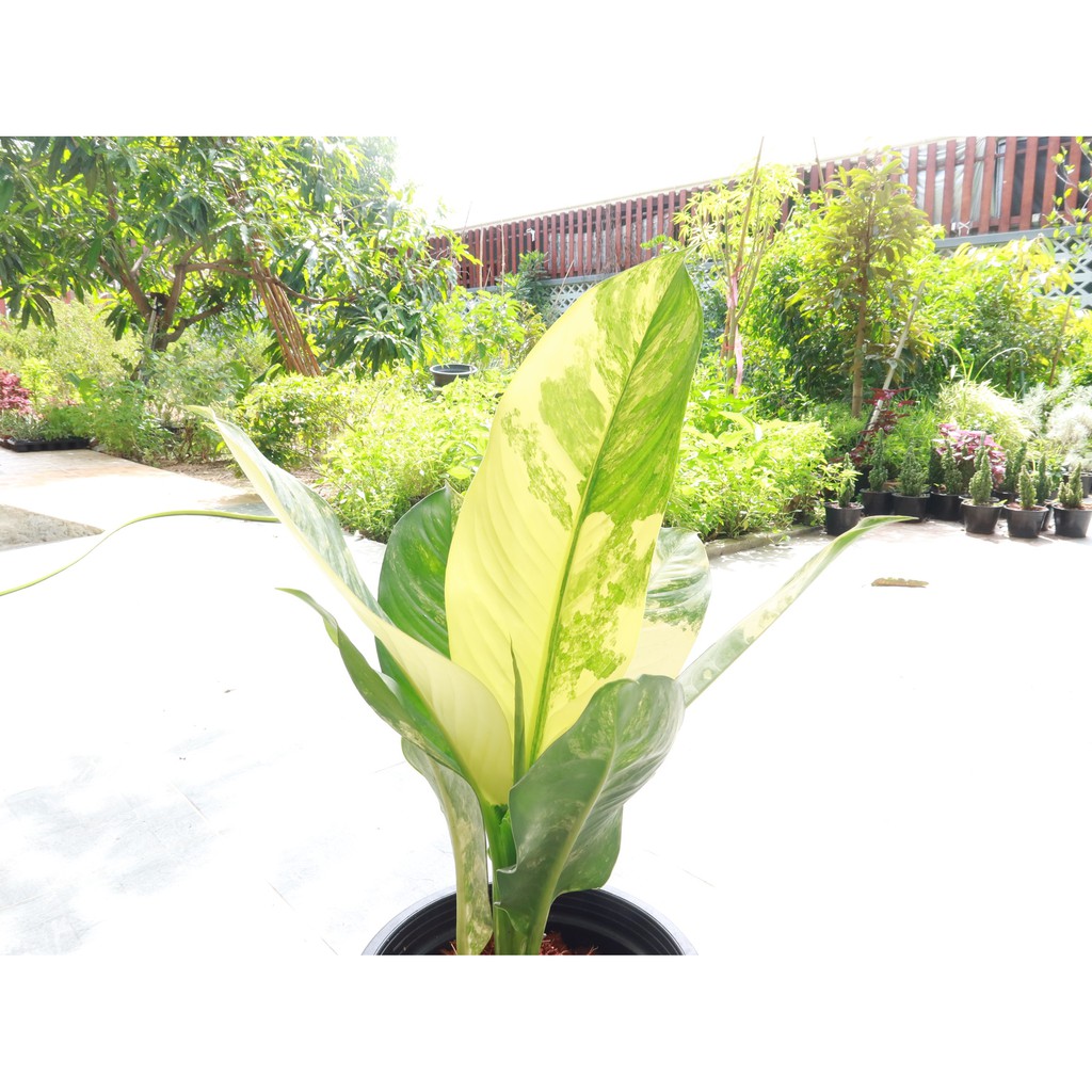 มุมมอง 4