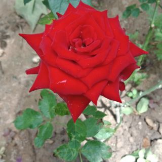 กุหลาบสีแดงกำมะหยี่
