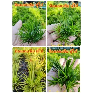 (1ชุด30กอ)ทิลแลนเซียฟูโก้ (ราคาเหมาเฉลี่ย4บาท/ต้นเท่านั้น) (ต้นจะมีสีในฤดูหนาว)