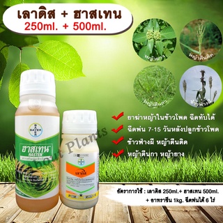 เลาดิส+ฮาสเทน 250ml.+ 500ml. เทมโปรไตรโอน กำจัดหญ้า วัชพืช ข้าวโพดผี ข้าวฟ่างผี ในไร่ข้าวโพด allaboutplants