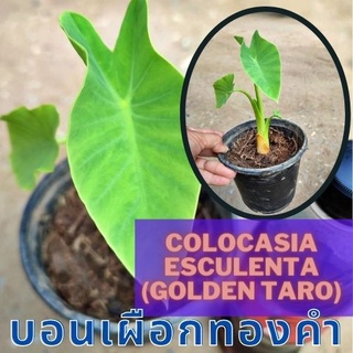 1 ต้นบอนเผือกทองคำ Colocasia Golden taro ต้นบอนโกลเด้นทาโร่ น่าสะสม  จัดส่งพร้อมกระถาง