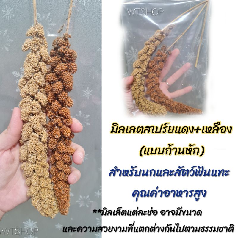 มิลเลตเปร์ยแดง+มิลเลตสเปร์ยเหลือง ก้านหัก มิลเล็ตสเปร์ยสำหรับนก กระรอก และแฮมสเตอร์ (แดง1ช่อ+เหลือง1ช่อ ก้านหัก)