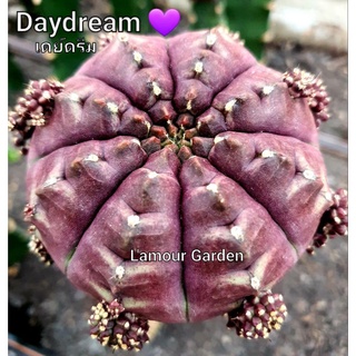 หน่อเด็ดสด แคคตัส (Gymno) "Daydream" (เดย์ดรีม) 💜