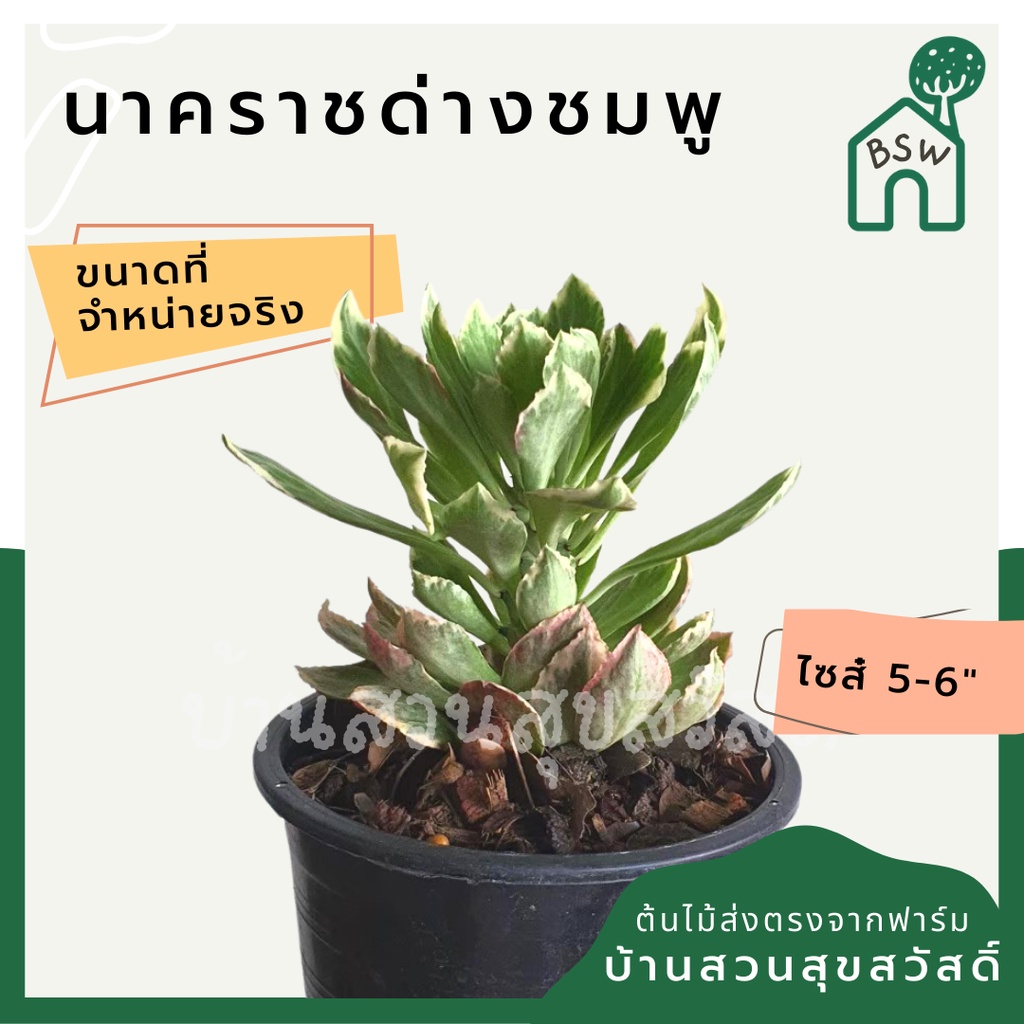 นาคราชด่างชมพู ในกระถางพร้อมตั้ง เป็นไม้แดด ชอบแล้งๆ - รูปที่ 2