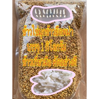 พันธ์ุข้าวไข่มุกยืดพม่า ( หุงสุกยืดขยาย 3-4 เท่าของเมล็ดข้าวสาร )