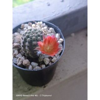 รีบูเทีย​ Rebutia​ pygmaea ดอกสวย​มี2สีในตัวค่ะ