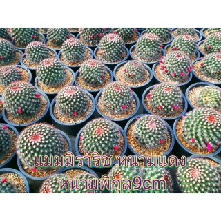 🌵💥แมมมิราริสหนามแดง💥🌵 Mammilaria mammilaris ไม้เมล็ด ขนาด 9-10 ซม. ต้นกระบองเพชร ต้นแคคตัส (แคคตัส กระบองเพชร)