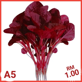 Biji Benih Sayur Bayam Merah Whole Red Amaranth Seeds 全红苋菜种子 A5