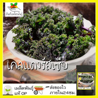 เมล็ดพันธุ์ เคลแดงรัสเซีย 400 เมล็ด Red Russian Kale Seed เมล็ดพันธุ์แท้ นำเข้าจากต่างประเทศ โตไว ปลูกง่าย พืชผัก