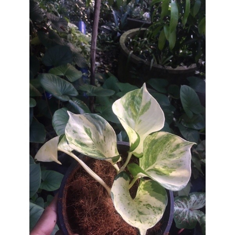 Epipremnum Aureum พลูแอปเปิ้ล พลูด่าง พลูทอง พลูงาช้าง พลูราชินีหินอ่อน