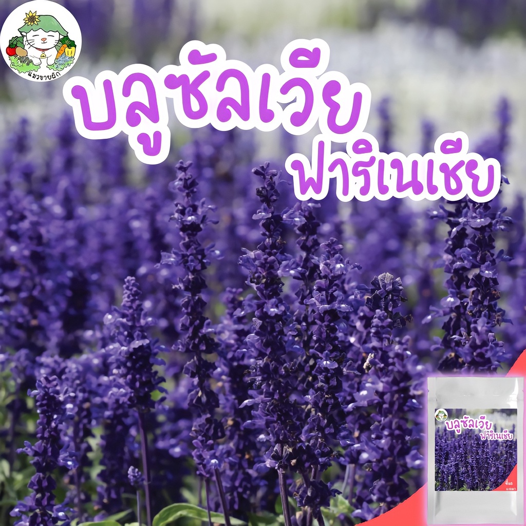 เมล็ดพันธุ์ บลูซัลเวีย ฟาริเนเซีย 50 เมล็ด Salvia Seed ปลูกง่าย ไม่กลายพันธุ์ นำเข้าจากต่างป