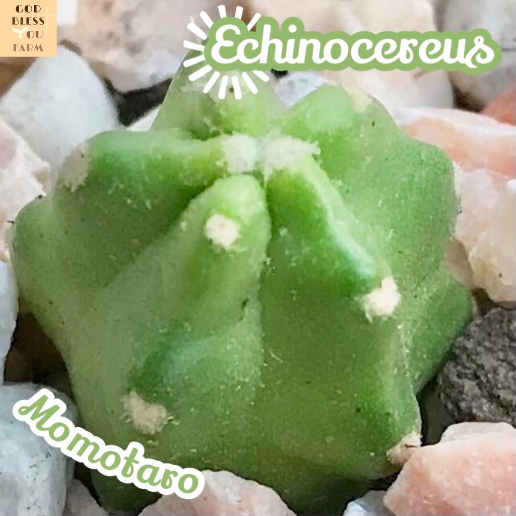 [กระบองเพชรโมโมทาโร่] Echinocereus Momotaro  ส่งพร้อมกระถาง แคคตัส Cactus Succulent Haworthia Euphorbia ไม้หายาก