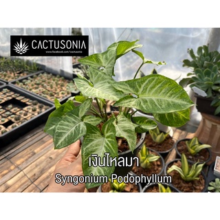 เงินไหลมา Syngonium Podophyllum ออมเงินไหลมา