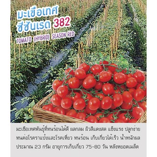 เมล็ดพันธุ์ มะเขือเทศ มะเขือ ซีซันเรด 382-Tomato Season Red ตราดอกแตง เมล็ดพันธุ์ เมล็ดผัก คุณภาพ "เพื่อนเกษตรกร"