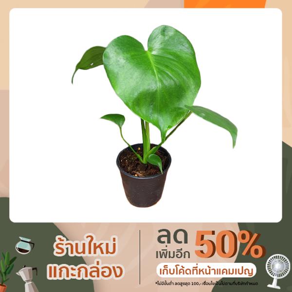 Monstera giant เพาะเมล็ด(ลุ้นด่าง)ไม้ฟอกอากาศ