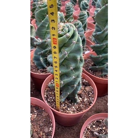 Cereus forbesii 'Spiralis ซีรีอุส สไปราลิส หรือเกลียวสวาทต้นใหญ่ 20 เซนติเมตรขึ้นไป