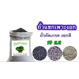 ถั่วแขกเพาะงอก ไทย/พม่า บรรจุ 10 กิโล