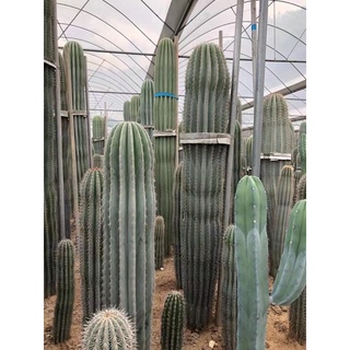 แม็กซิกันไจแอนท์ Pachycereus pringlei