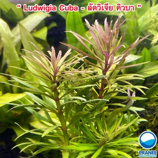 Ludwigia Cuba - ลัดวิเจีย คิวบา พร้อมปลูก ต้นไม้น้ำ ไม้น้ำ ต้นไม้น้ำตกแต่งตู้ปลา *** อ่านรายละเอียดก่อนสั่ง***