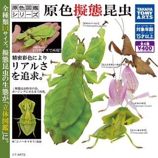 กาชาปองตั๊กแตนใบไม้ Mantis Camouflage Primary Color Mimicry Insect TakaraTomyArts Capsule Toy (พร้อมส่ง ของแท้ JP)