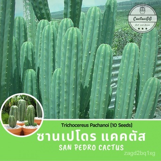 ซานเปโดร แคคตัส ไม้ตอ Trichocereus Pachanoi (10 Seeds)香菜/seeds/通心菜/上衣/头饰/内裤/手链/木瓜/种子/母婴/ X5QG