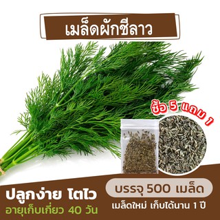 เมล็ดพันธุ์ ผักชีลาว🌿 แบ่งขาย 500 เมล็ด (ซื้อ 5 แถม 1)