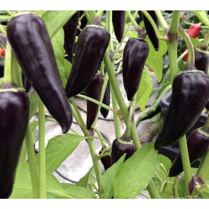 ผู้ผลิตเมล็ดพันธุ์/เมล็ดพริกหวานสีดำ พริกสีดำ พริกหวานดำ ปลูกง่าย จำนวน 20+ เมล็ด นำเข้าจากต่าง/อินทรีย์ คละ สวนครัว ดอก