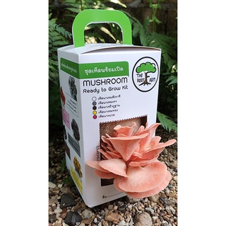 ชุดคิทเห็ดนางนวลพร้อมเปิด (Mushroom Ready To Grow Kit)