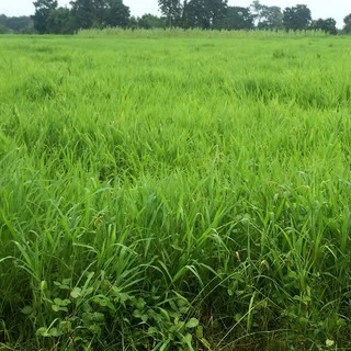 เมล็ดพันธุ์หญ้ารูซี่ 1 kg เกรดส่งออก Ruzi Grass จาก ไร่วิทยา อาหารสัตว์ใหญ่ หญ้าเลี้ยงวัวควายแพะแกะไก่
