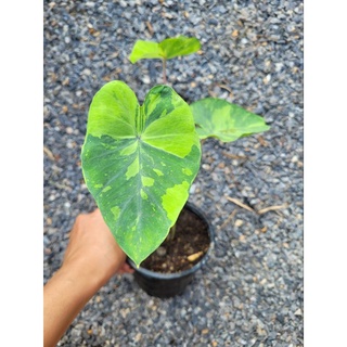 Colocasia Lemon Lime Gecko บอนเลม่อนไลม์ลายสวย เป็นบอนที่เลี้ยงง่าย สวยงามค่ะ(ขอดูต้นจริงได้ค่ะ เลือกต้นได้)