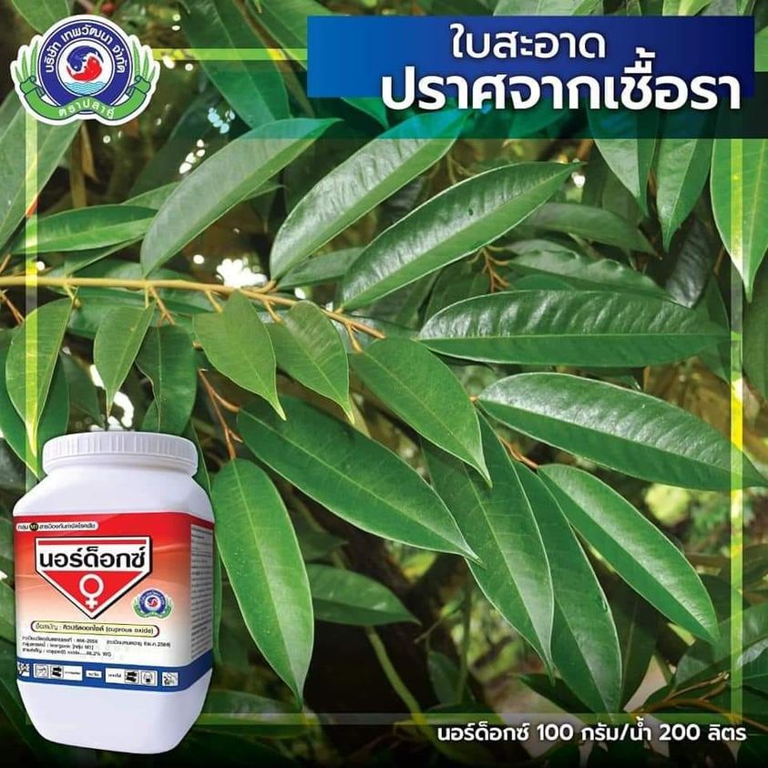 นอร์ด็อกซ์ ขนาด 1 กก. #ใบสะอาด #ปราศจากเชื้อรา