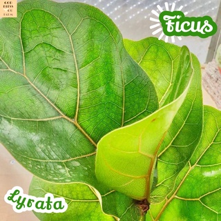 [ไทรใบสัก] Ficus lyrata ไม้ใบ ไม้ดอก ไม้ประดับ ไม้ด่าง ไม้สวยๆ ใบใหญ่ ไม้ฟอกอากาศ ไม้เลี้ยงในร่ม ไม้ร่ม ใบด่าง