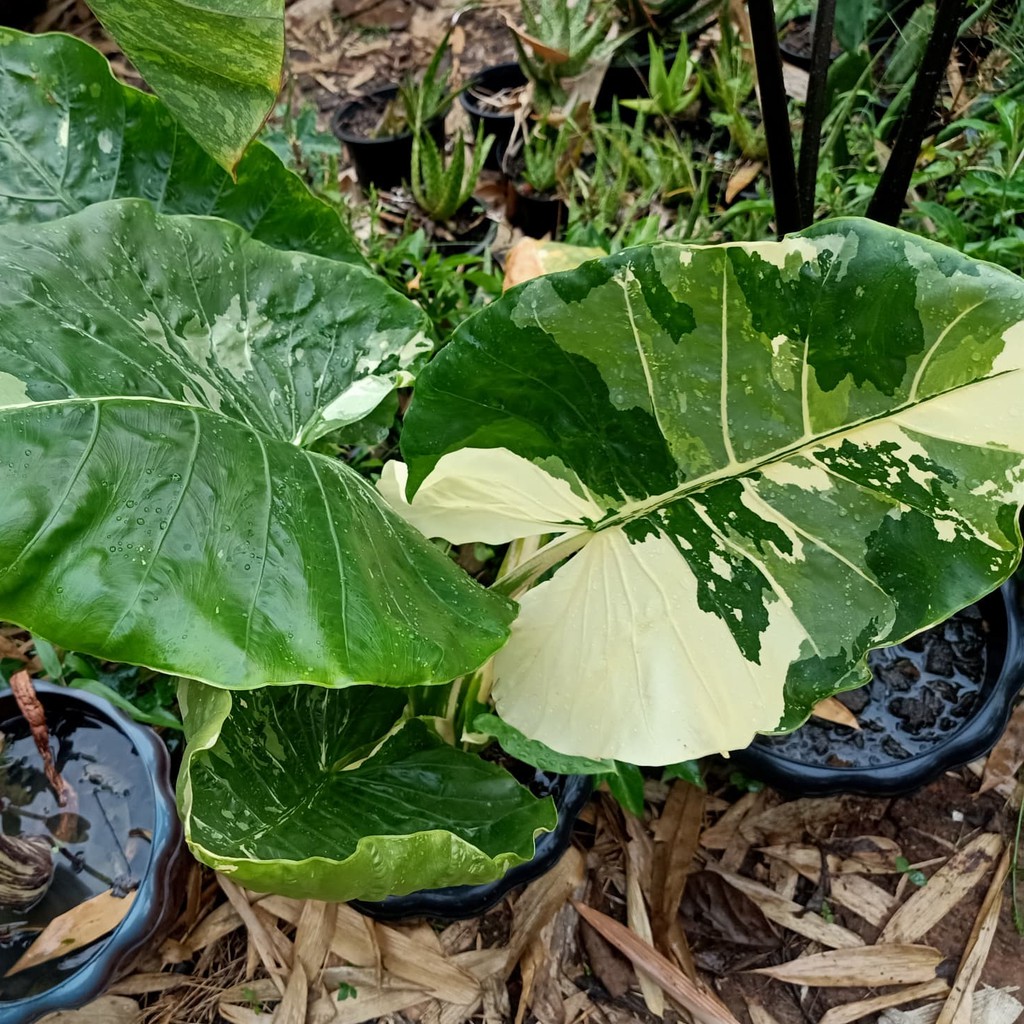 หน่อต้นบอนกระดาษด่าง Alocasia macrorrhizos cv. Variegata