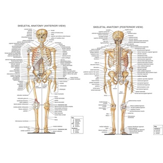 Anatomical SKELETON - SKELETAL SYSTEM HUMAN BODY MEDICAL Art โปสเตอร์ผ้าไหม ตกแต่งผนังบ้าน