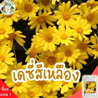 เมล็ดพันธุ์ เดซี่สีเหลือง Yellow Daisy 200 เมล็ด เมล็ดพันธุ์แท้ นำเข้าจากต่างประเทศ ปลูกดอกไม้ ดอกเดซี่ ปลูกง่าย โตไว ดี