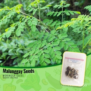 Malunggay Seeds / Moringga Seedsเมล็ด/เสื้อ/แอปเปิ้ล/ผู้ชาย/สวน/ดอกทานตะวัน/กุหลาบ/บ้านสวน/คื่นฉ่าย/ผักกาดหอม/ RB27