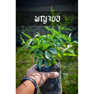 พญายอ หรือ เสลดพังพอนตัวเมีย ต้นแข็งแรง ลงดินโตไวมาก