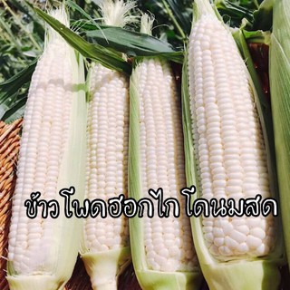 เมล็ดพันธุ์ข้าวโพดฮอกไกโกนมสด🌽