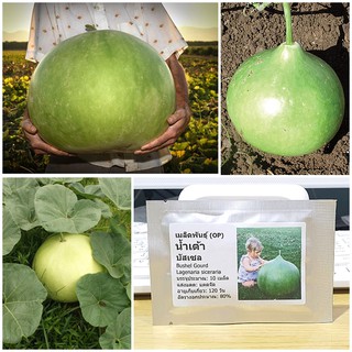 เมล็ดพันธุ์ น้ำเต้า บัสเชล (Bushel Gourd Seed) บรรจุ 10 เมล็ด คุณภาพดี ราคาถูก ของแท้ 100%