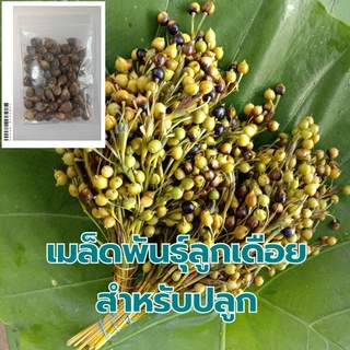 เมล็ดพันธุ์ลูกเดือย (พันธุ์ข้าวเหนียว) ซองละ 50เมล็ด ราคา 20บาท