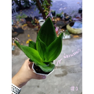 ลิ้นมังกรดำแคระ : Hahnii black - easyplant