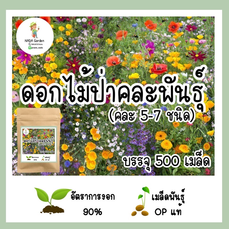 เมล็ด ดอกไม้ป่าคละพันธุ์ 500 เมล็ด (มี5-7ชนิด) 🌱อัตราการงอกสูง เมล็ดพันธุ์OPแท้