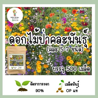 เมล็ด ดอกไม้ป่าคละพันธุ์ 500 เมล็ด (มี5-7ชนิด) 🌱อัตราการงอกสูง เมล็ดพันธุ์OPแท้