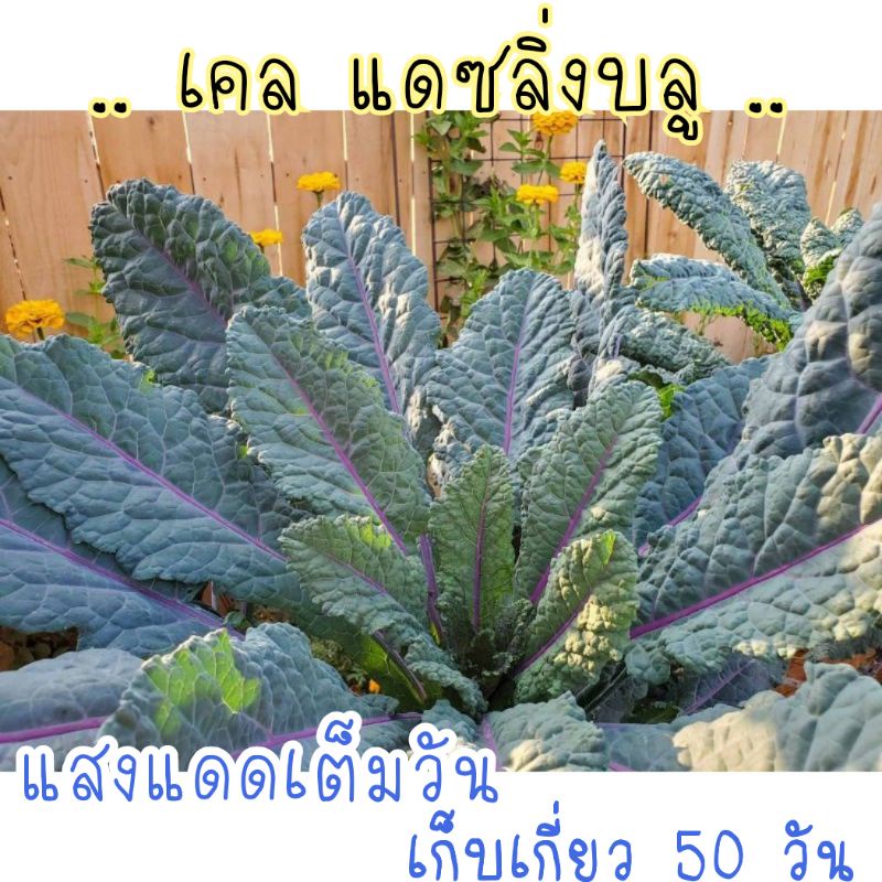 เคลแดซลิ่งบลู - Dazzling Blue Kale 120 เมล็ด