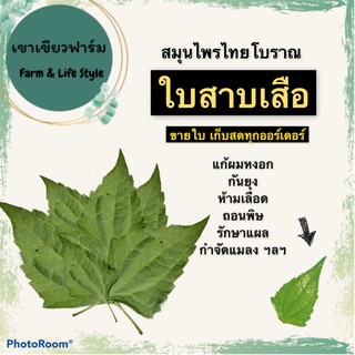 🍃จำหน่ายใบสาบเสือ 100 กรัม เก็บสดทุกออร์เดอร์ 🍃