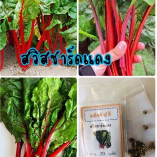 เมล็ดพันธุ์ สวิสชาร์ดแดง 100 เมล็ด สวิสชาร์ดสีแดง Red Ruby Swiss Chard สวิสชาร์ด (ซื้อ 10 แถม 1 คละอย่างได้)