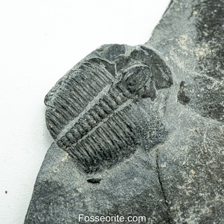 [อายุกว่า 505 ล้านปี!!!] #201 ฟอสซิล ไทรโลไบต์ Elrathia Kingi Trilobite ของแท้ ขนาดเล็ก บน Matrix จาก USA