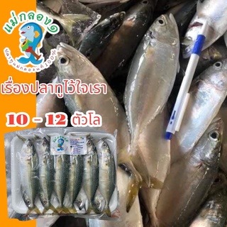 ปลาสด#10-12ตัวโล#ร้านแม่กลอง๑